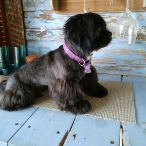 Meet your Posher, Carolina